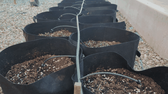 Grow bags with irrigation shown as a forward and reverse looping garden clip