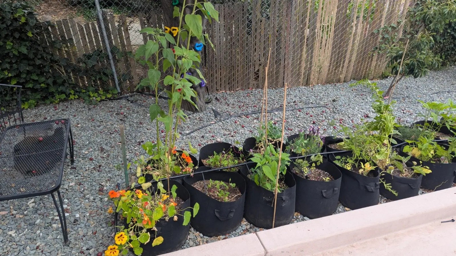 Backyard grow bags before SteelThumb digital-twin overlay